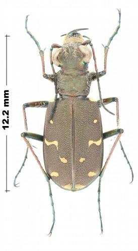 Cicindela duodecimguttata